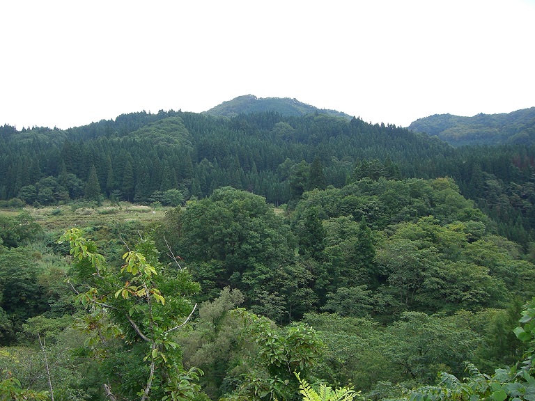 駅から見える森林の風景