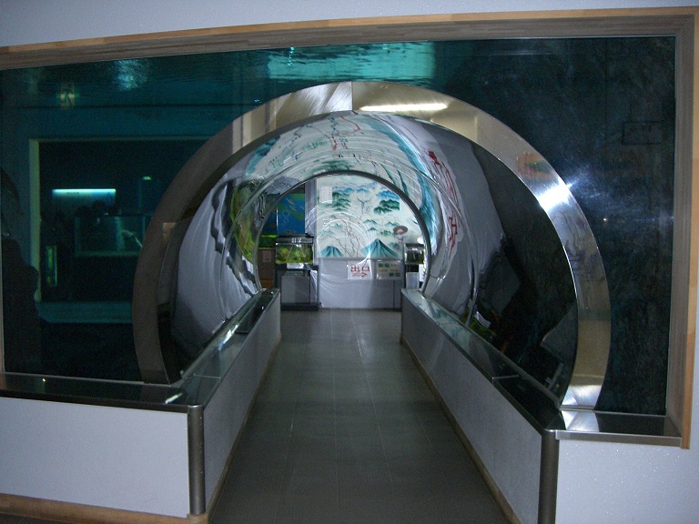 淡水魚のトンネル