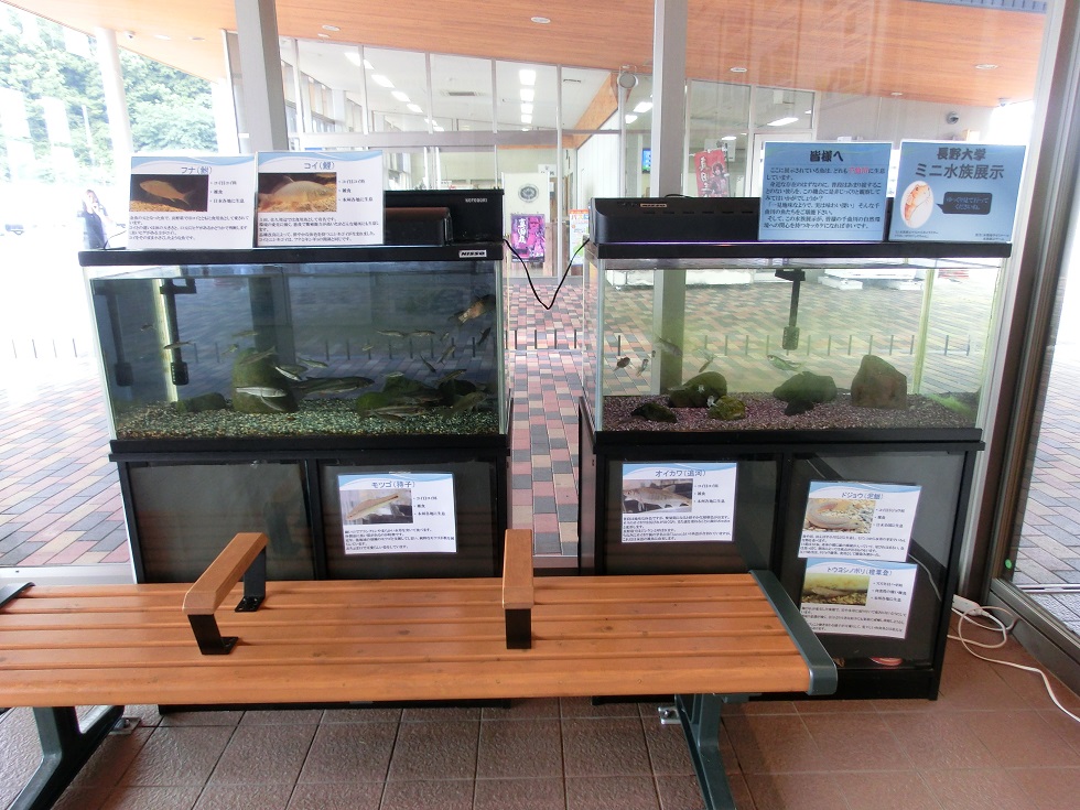千曲川のミニ水族館
