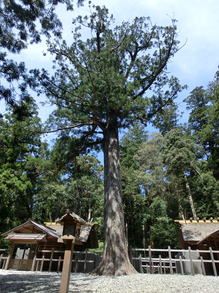 杉の巨木