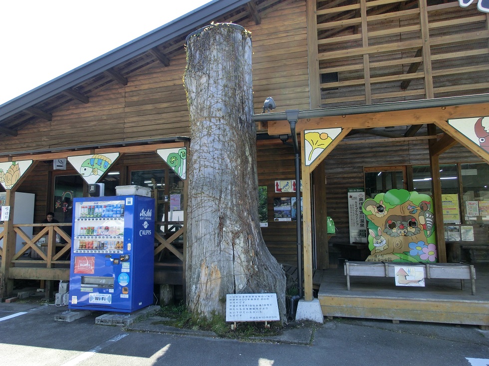 樹齢400年の古代杉