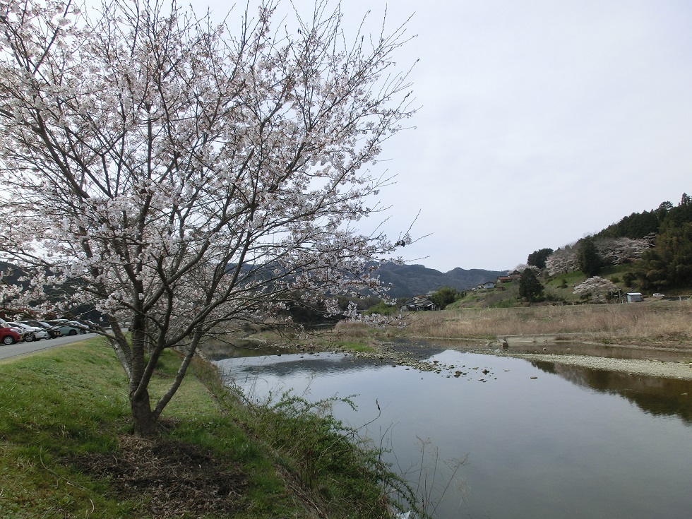 旭川と桜の木