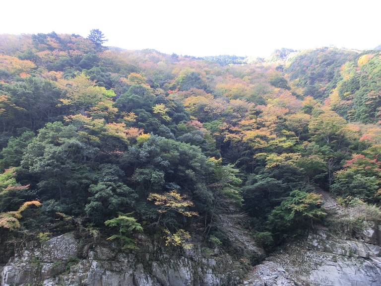 祖谷温泉から見る紅葉