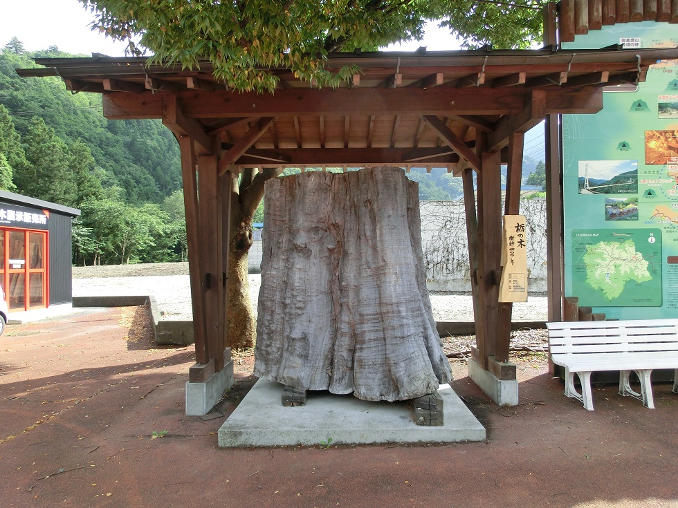 樹齢400年の栃の木