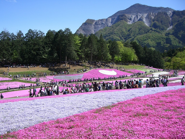 羊山公園の芝桜