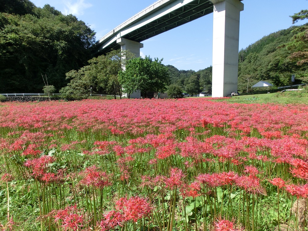 曼珠沙華の花畑