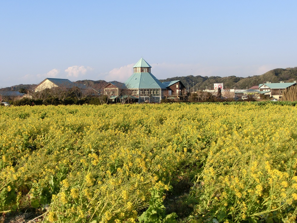 菜の花畑と道の駅
