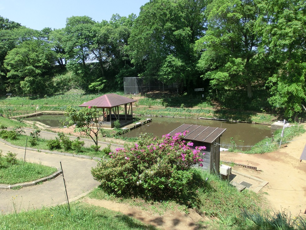 ザリガニ池