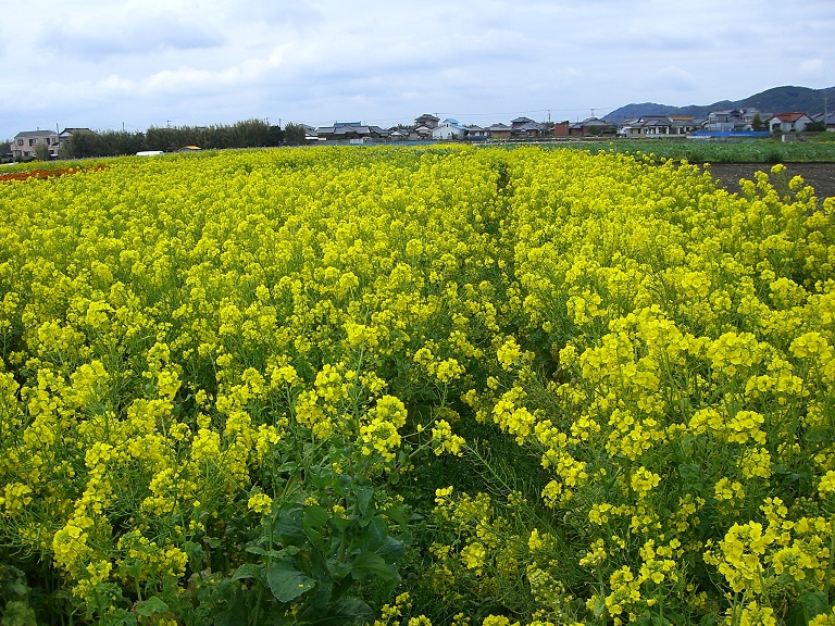 菜の花畑