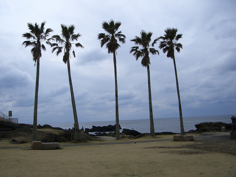 野島崎周辺のヤシの木