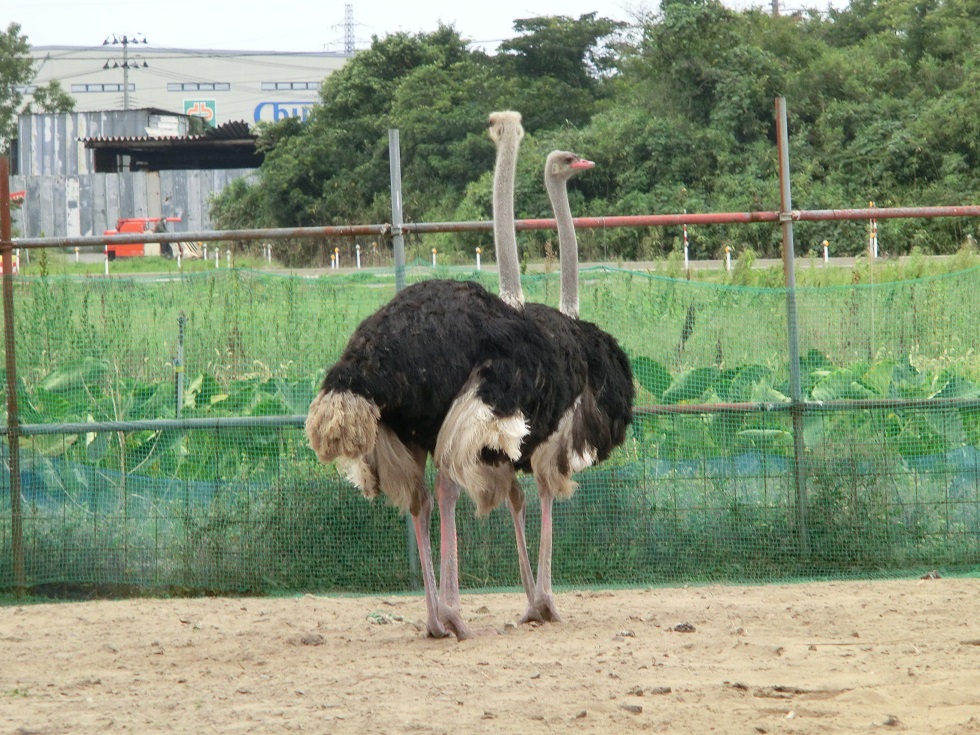 ダチョウ