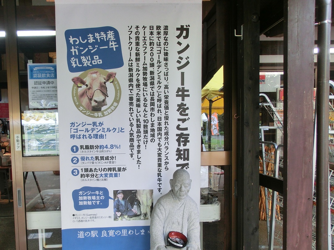 ガンジー牛