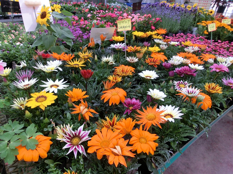 ガザニアの花