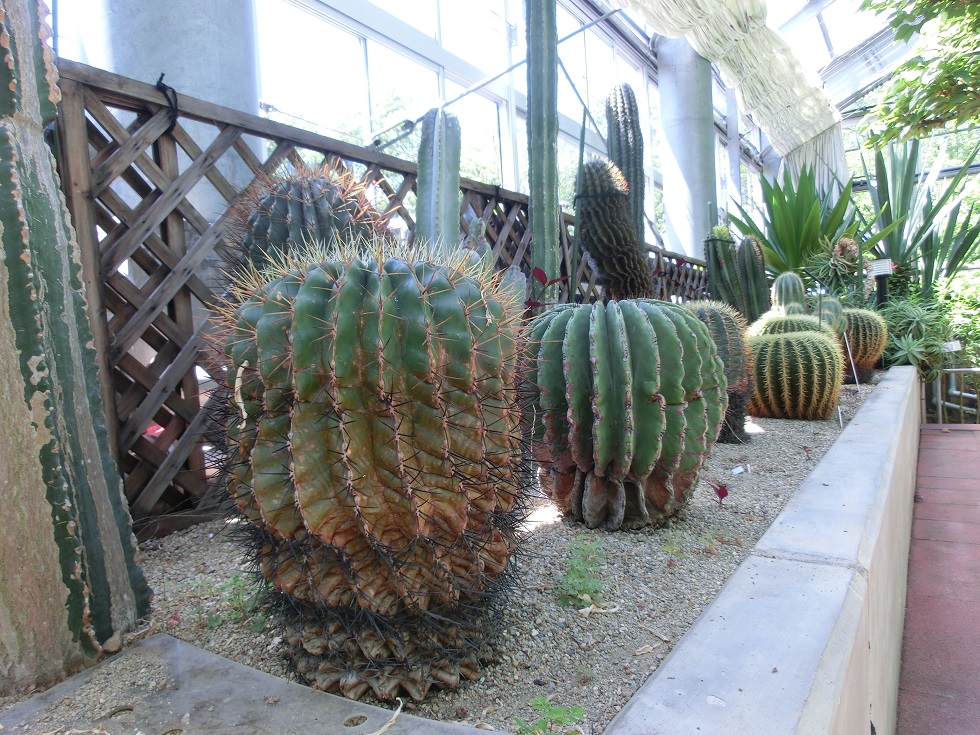 熱帯植物園