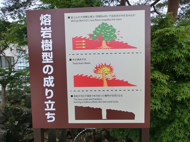 熔岩樹形を説明するパネルの写真