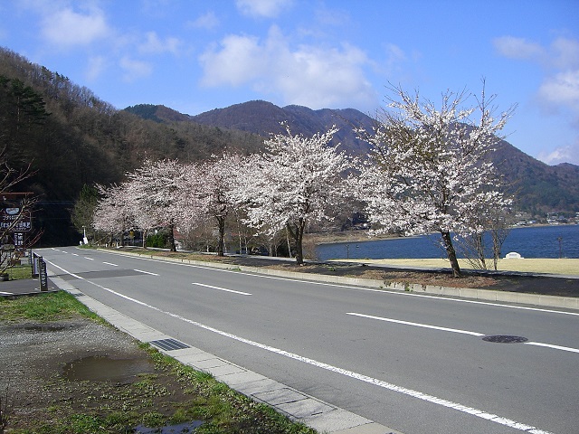湖岸に連なる桜並木の写真
