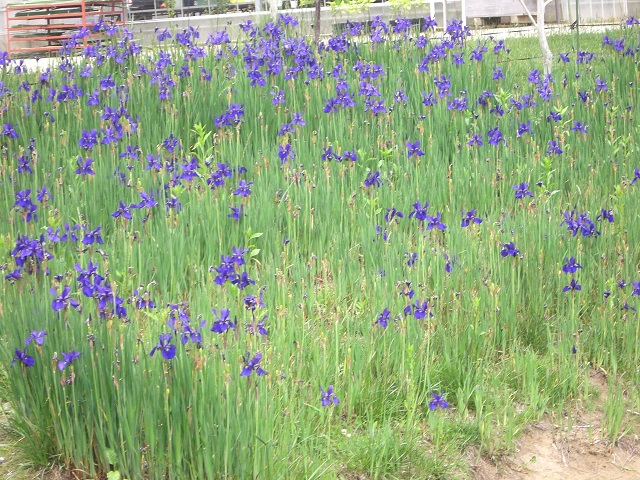 道の駅「南きよさと」の山頂エリアにある花壇の写真