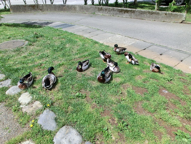 道の駅「南きよさと」の水辺で休む水鳥の写真