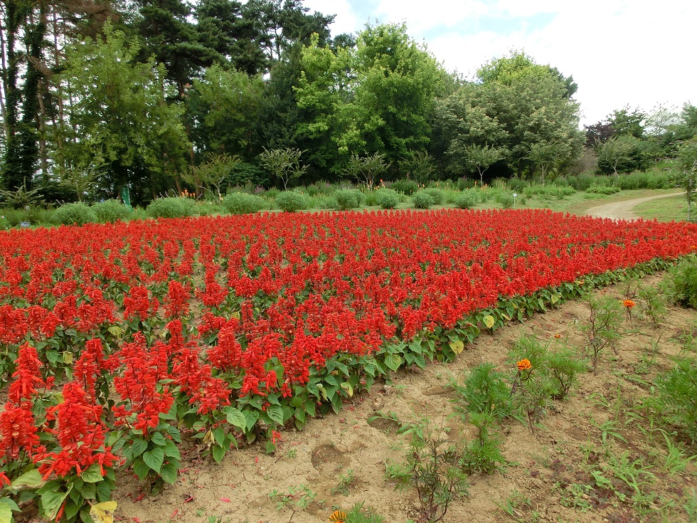 道の駅「南きよさと」の山頂エリアにある花壇の写真