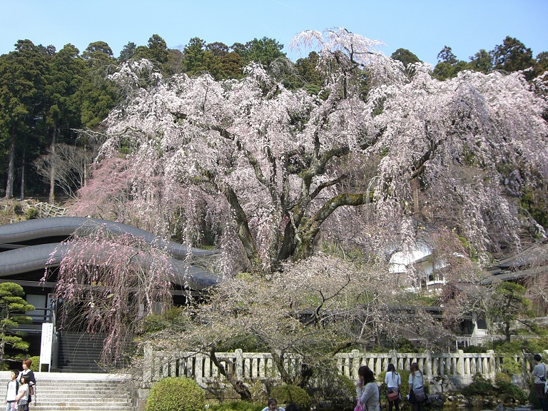 道の駅「みのぶ」近隣の観光名所「久遠寺のしだれ桜」の写真