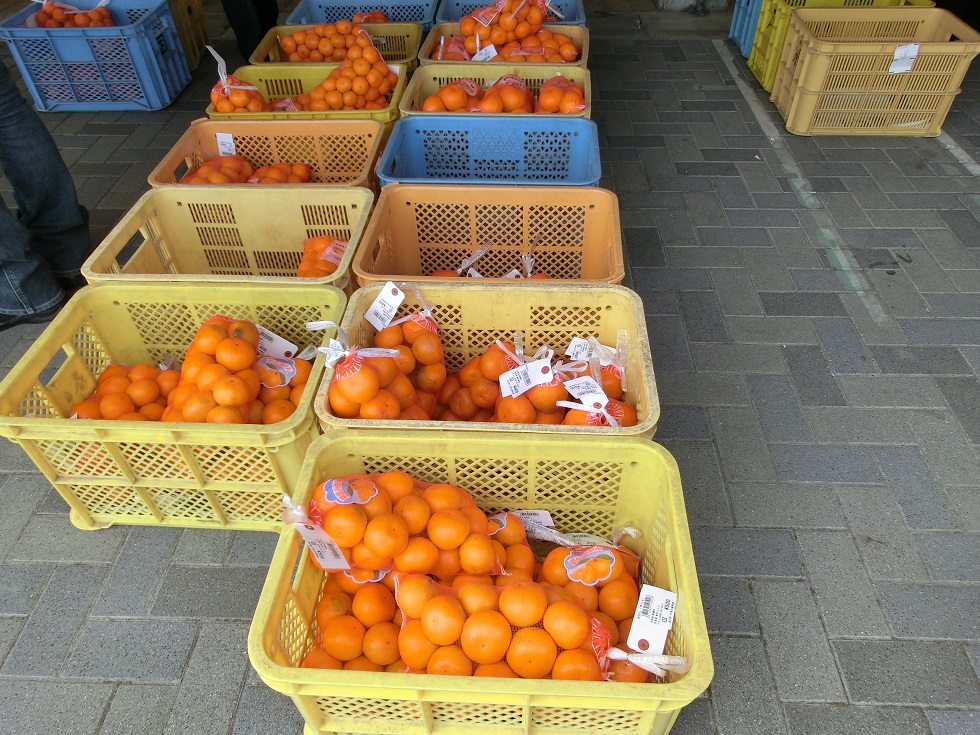 道の駅 | 月見の里　南濃 | 南濃みかん