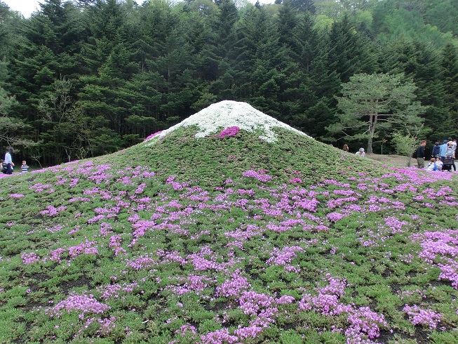 「富士芝桜まつり」の芝桜で作る富士山の写真