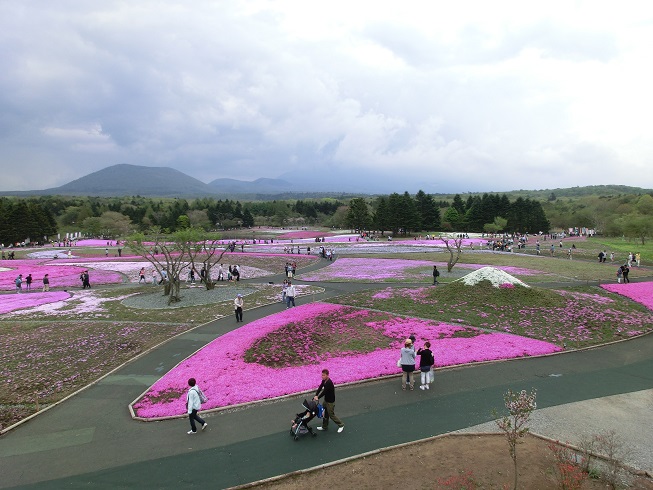 道の駅「朝霧高原」近隣の観光地「富士芝桜まつり」の写真