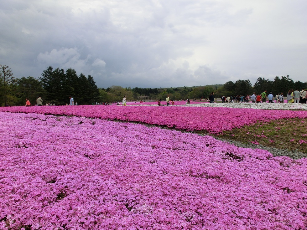 「富士芝桜まつり」の芝桜が咲き誇る写真