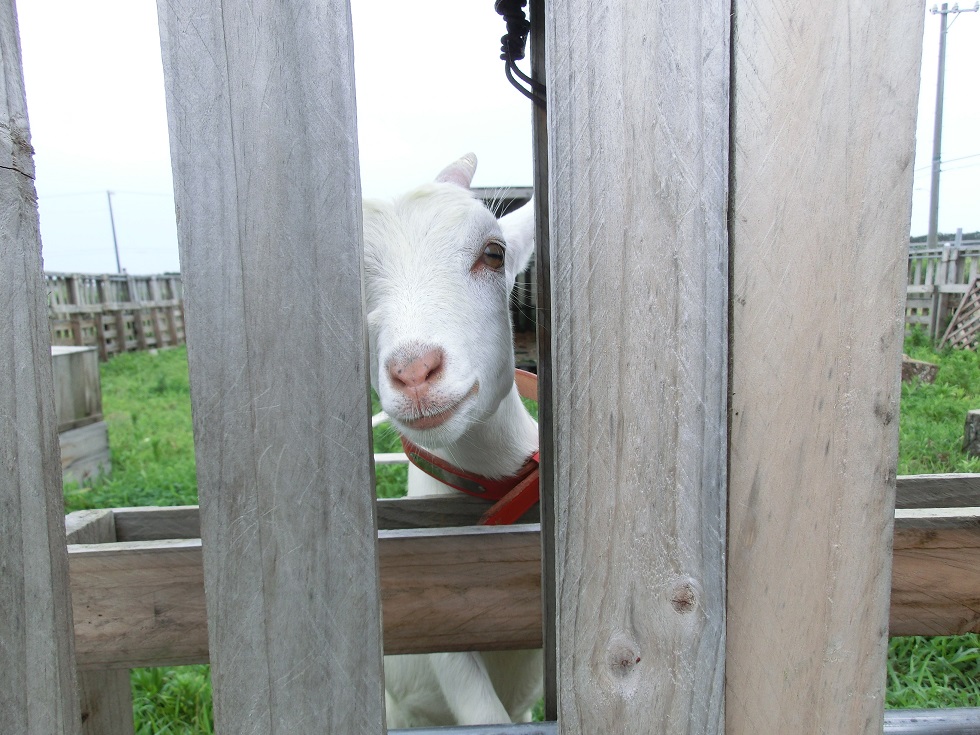 うなぎいも農園に飼われているヤギ