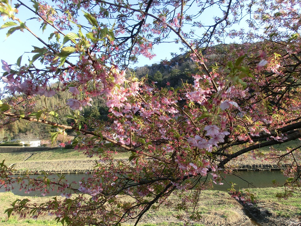 青野川沿いに咲く河津桜