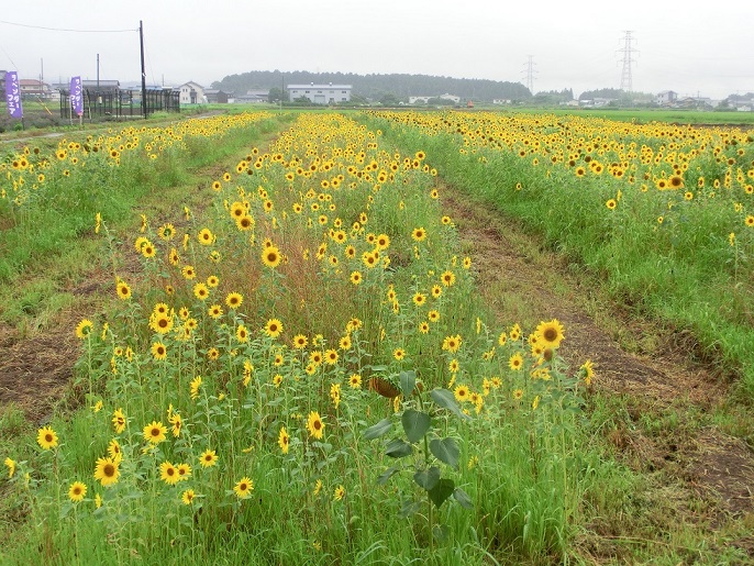 道の駅 | あいとうマーガレットステーション | ヒマワリ畑