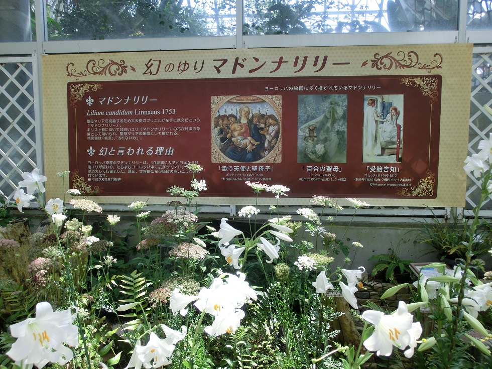 花の文化園で咲くマドンナリリーの写真