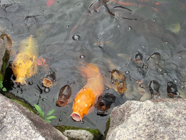「道の駅　やぶ」に錦鯉の鑑賞池の写真