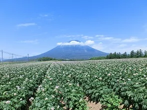 道の駅 | 絶景スポット | 真狩フラワーセンター | 羊蹄山とジャガイモの花